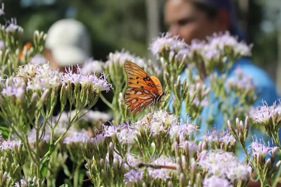 Pollinator Census