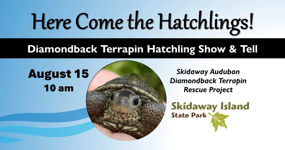 Diamondback Terrapin Hatchling Show & Tell