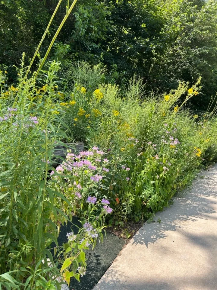 Native Plant Workshop
