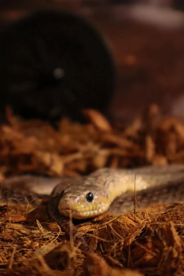 Snake Sunday
