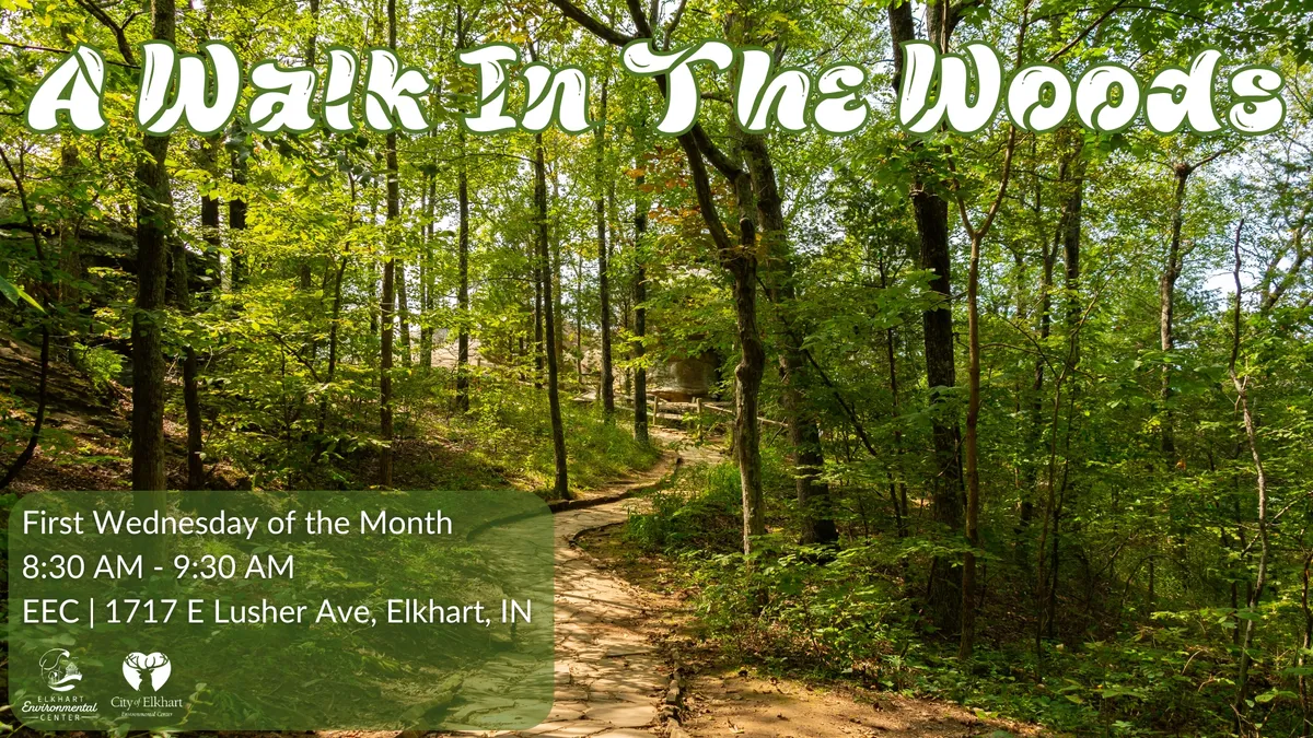 A Walk In The Woods - November Walk