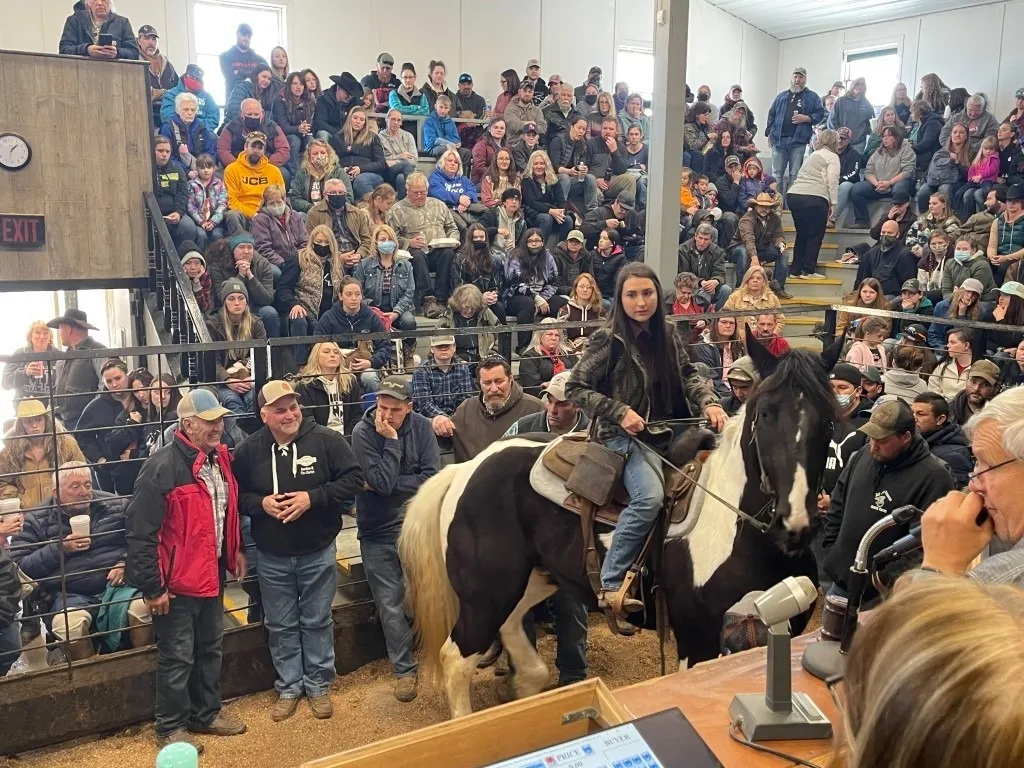 Day After Thanksgiving Horse Auction