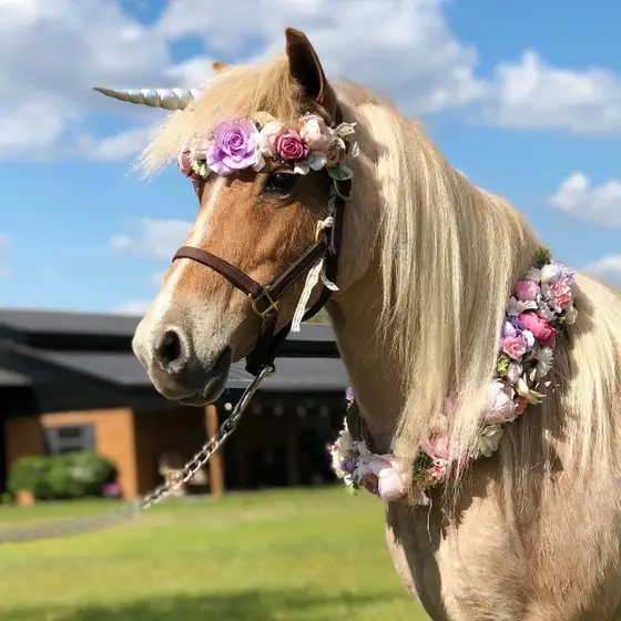 Divinity Stables