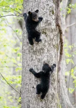 Curious Cubs Story Time