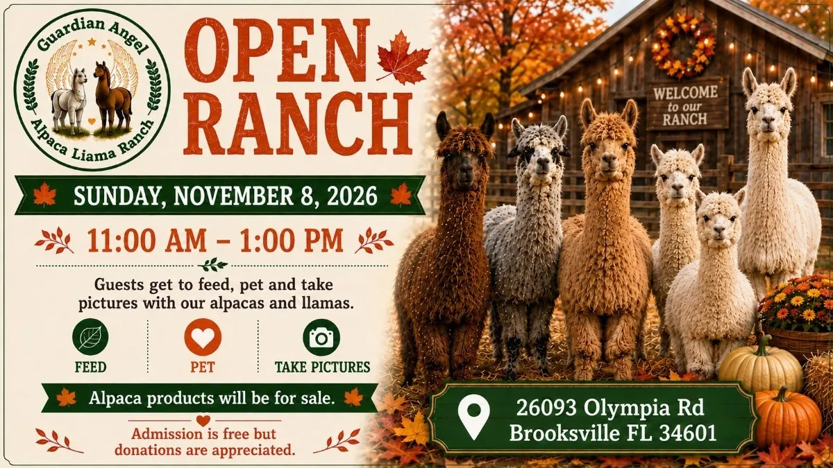 Guardian Angel Alpaca and Llama Open Ranch.