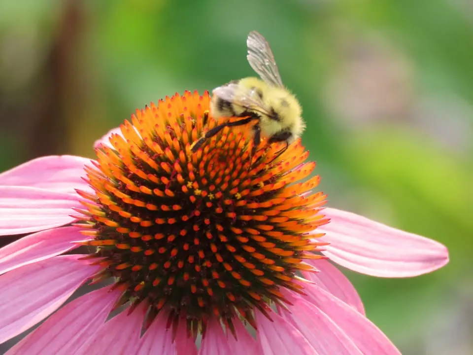 Single Event Conserving Bumblebees Friday, July 10, 11 AM at the Sterling Nature Center