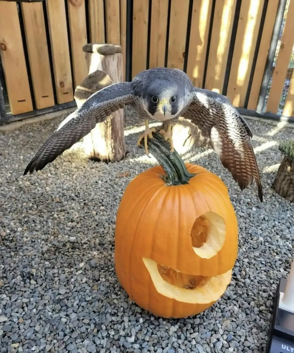 Boo at the Zoo!