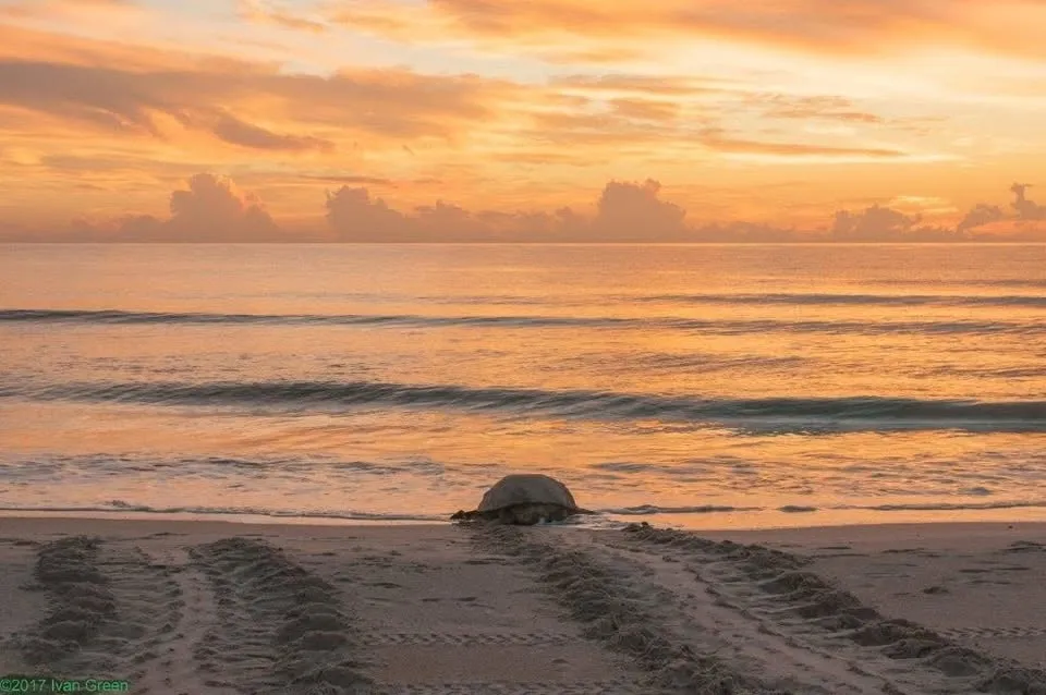 SEA TURTLES OF THE SEASHORE (Apollo District)