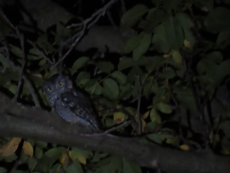 Single Event Owl Prowl at the Sterling Nature Center, Fri. Aug. 21, & Sat. Aug. 22, at 7:30 PM