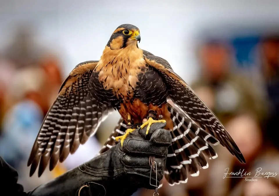 Falcon Exhibits at the Corn Maze and Fall Festival