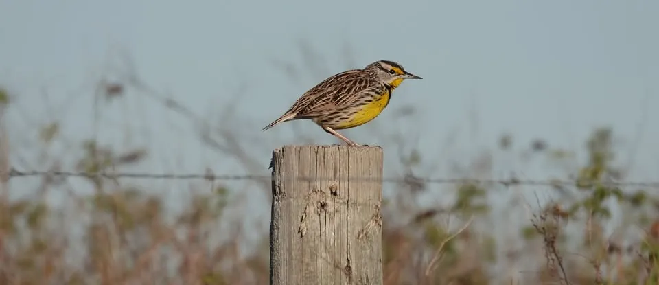 Birding and Biking on the Withlacoochee State Trail
