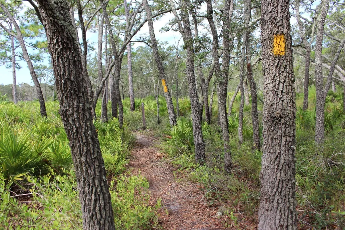 Guided Hike at Chassahowitzka WMA