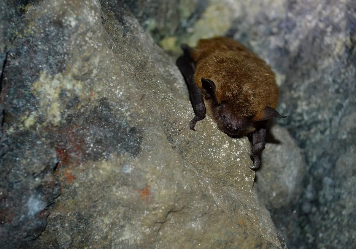 Bat Bonanza!!