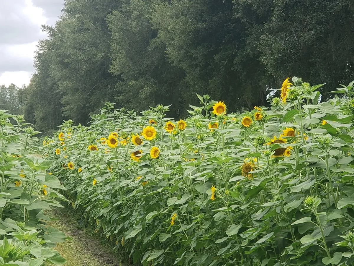 Grand opening of exotic Sunflower field #2