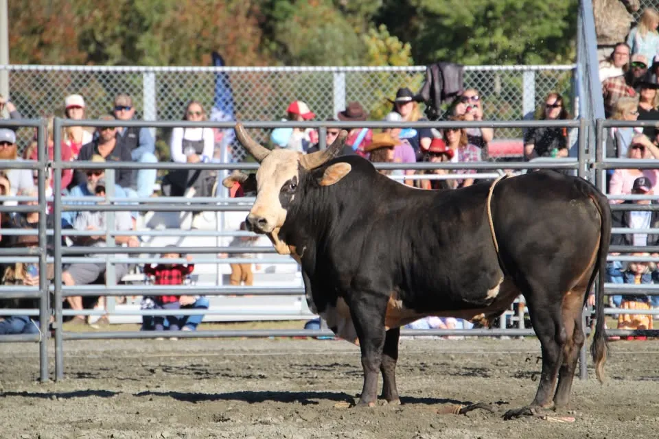 Currituck Bulls & BBQ