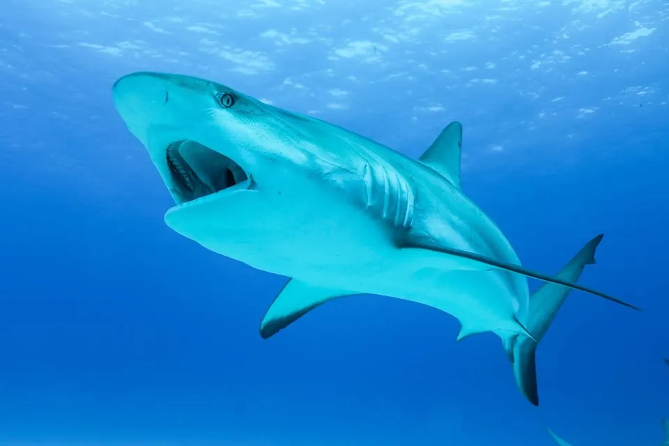 Miami's BAYby Sharks - National Geographic LIVE