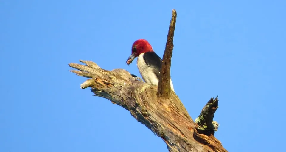 Beginning Birding