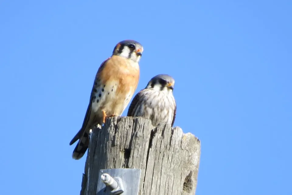 Birding Trip to Perry Oldenburg Wildlife and Environmental Area