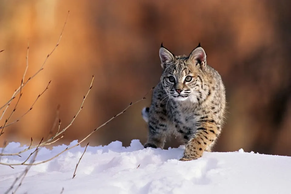 The Bobcat in My Backyard - National Geographic LIVE