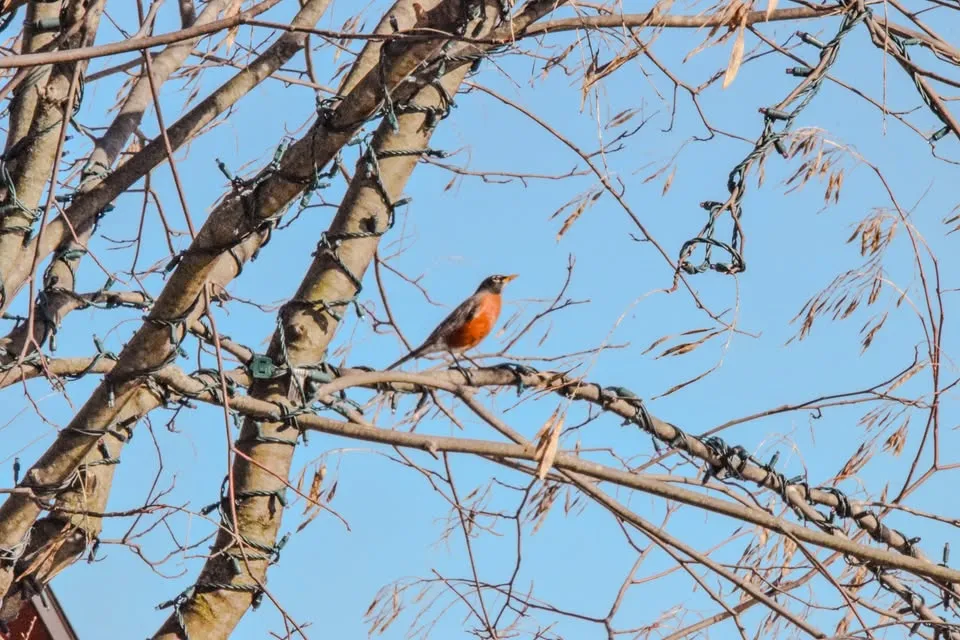 Bird Walks