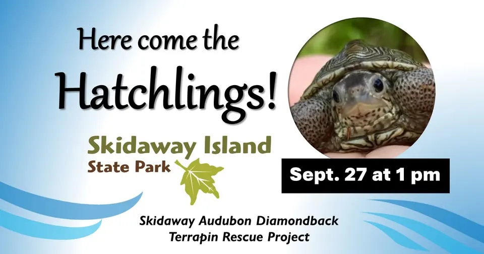 Diamondback Terrapin Hatchling Show & Tell