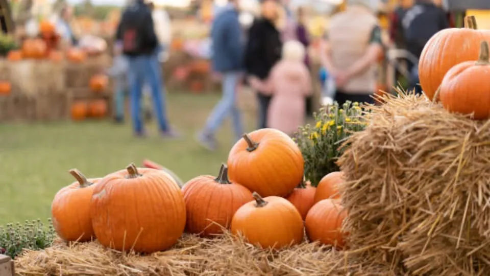 Halloween Festival