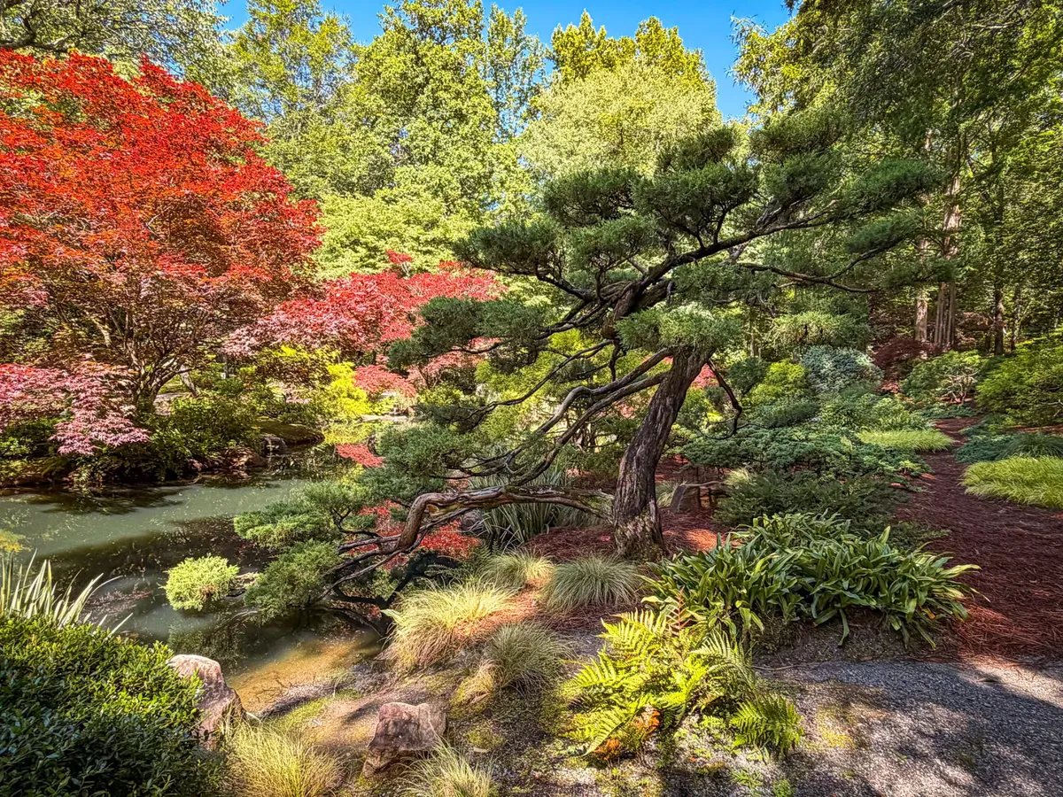 Japanese Maples in Autumn Colour at Gibbs Gardens