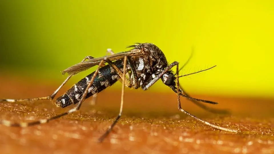 All About Mosquitoes