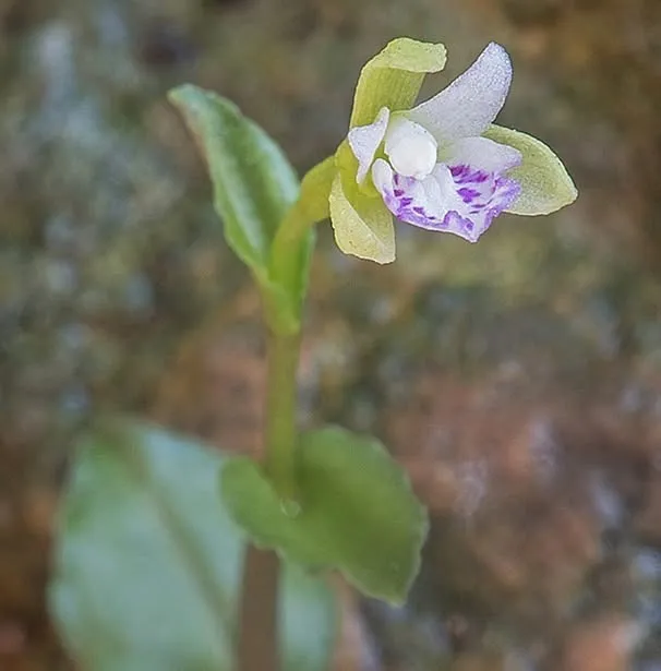 Native Orchids of Florida with Craig Huegel, Author, Educator and Gardener