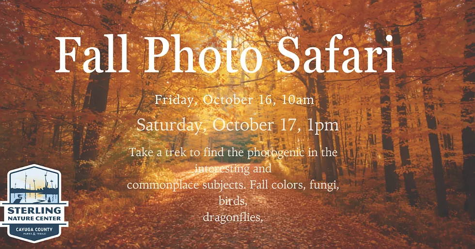 Single Event Fall Photo Safari