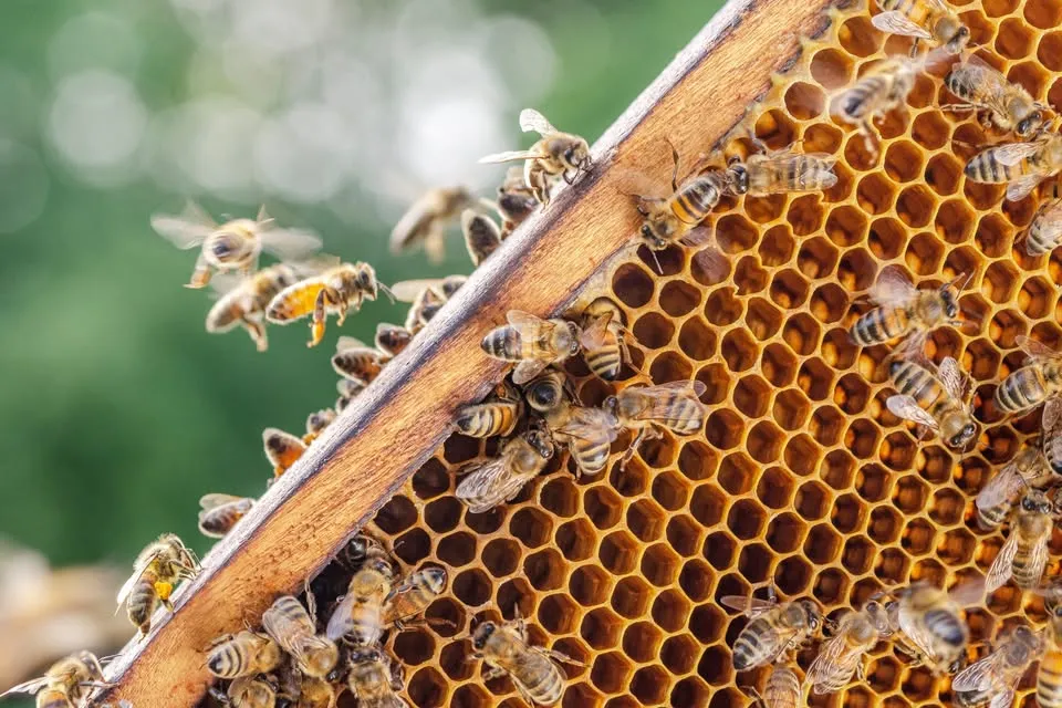 FREE Basic Beekeeping Microcredential