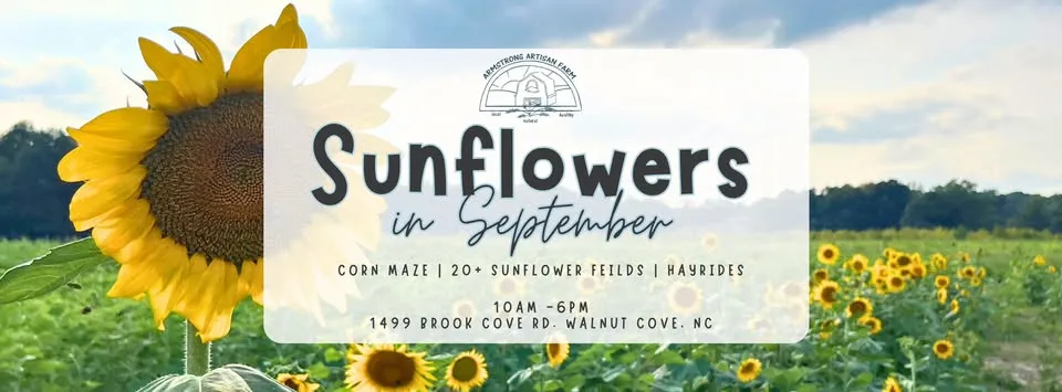Sunflowers in September