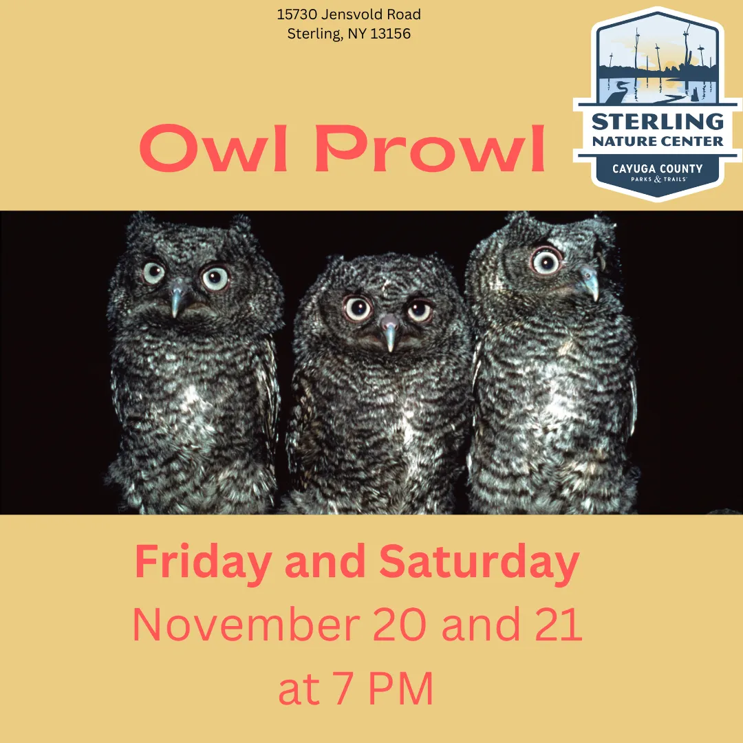 Owl Prowl