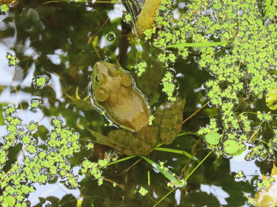 Herpetology: Reptiles & Amphibians Fri. Aug. 14, & Sat. Aug 15, at 1 PM