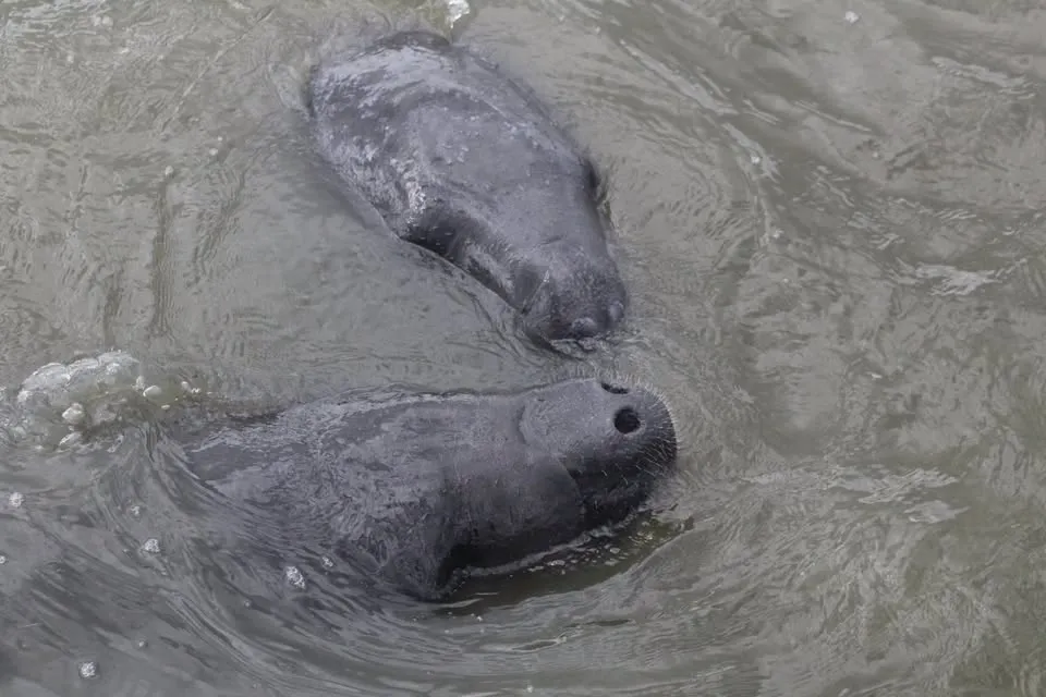 MANATEE MANIA (Playalinda District)
