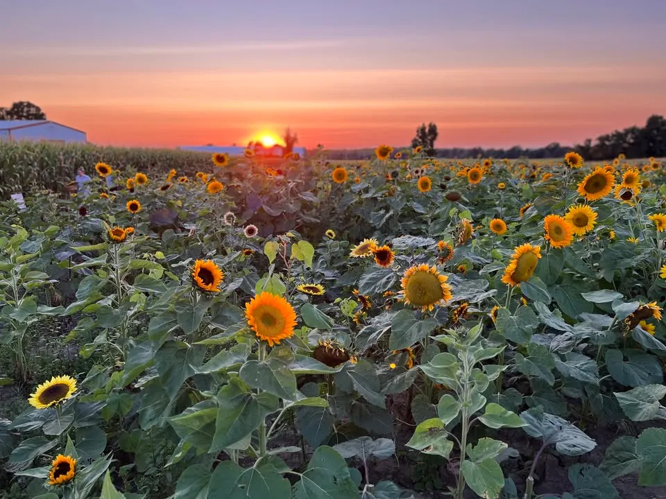 Sunflower Sunset Hours