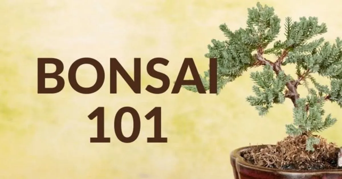Bonsai 101