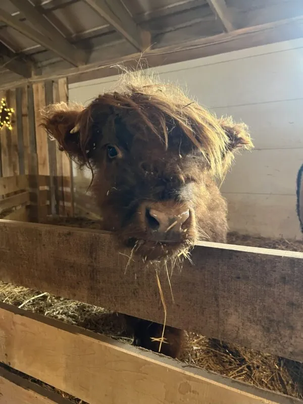 Barnyard Christmas Experience