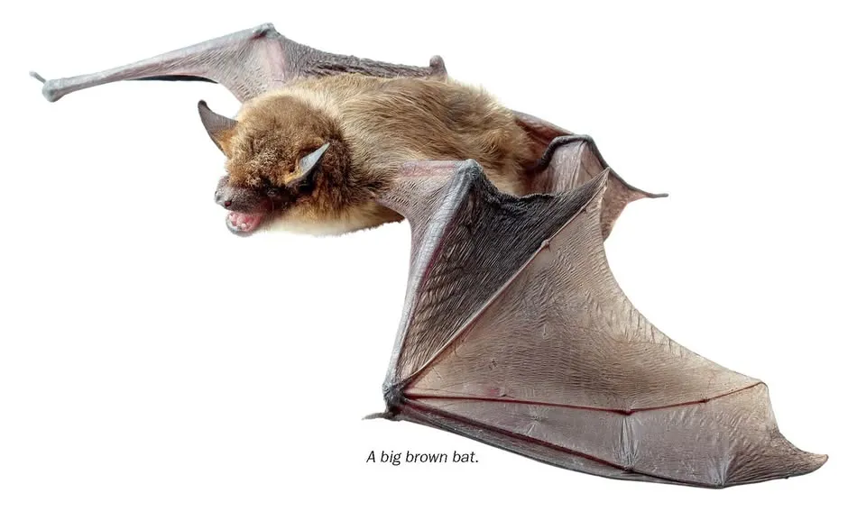 Discovery Days: Bats