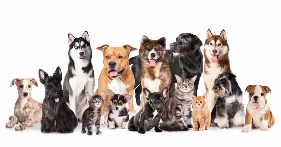 Rescue Round Up!