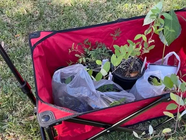 Fall Native Plant Sale at Russell St. Park, Brooksville FL