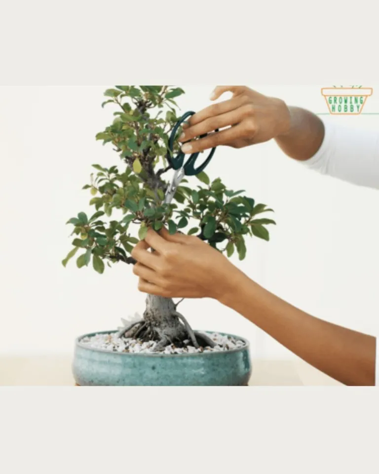 Bonsai 101