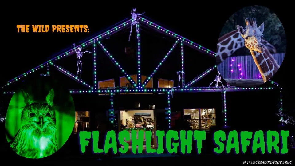 Flashlight Safari!
