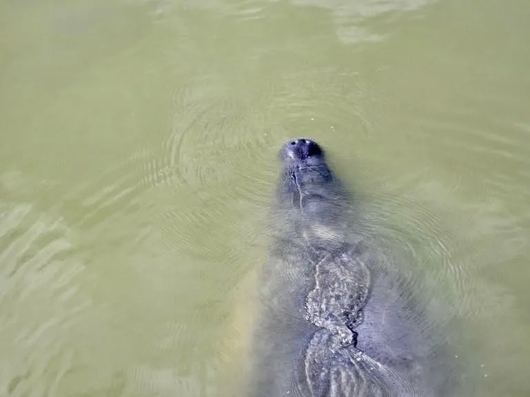 MANATEE TALK (Apollo District)