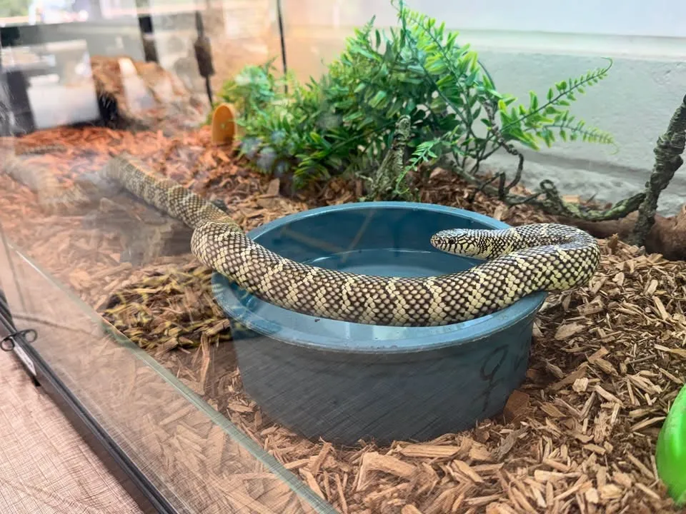 Remarkable Reptiles