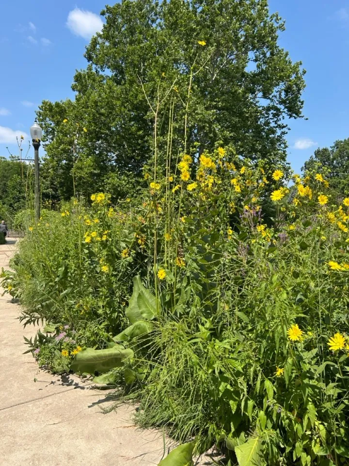 Sustainable Landscaping Practices