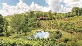 Live Music at The Vineyard at High Holly