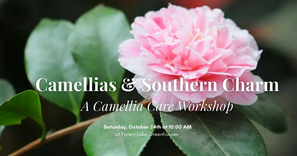 Camellias & Southern Charm