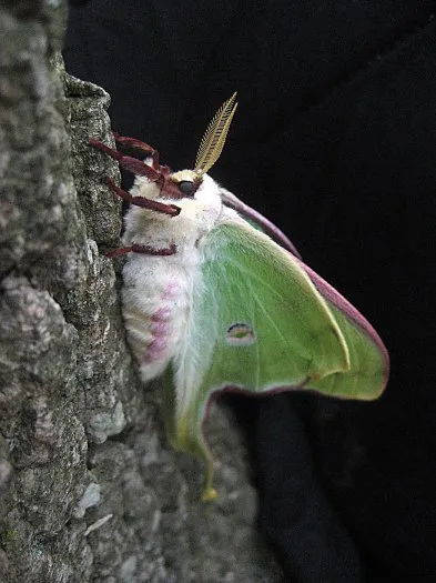 Moth Madness!!