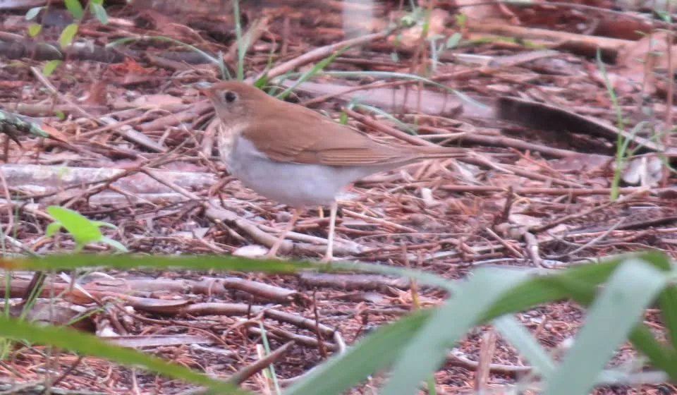 Birding Trip to Tom Varn Park